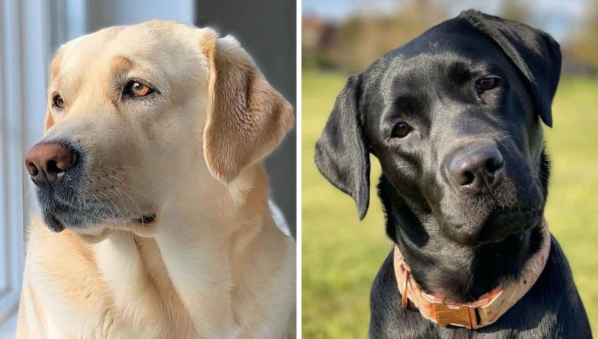 ¿Cuántos años puede vivir un perro Labrador y qué enfermedades los afectan?