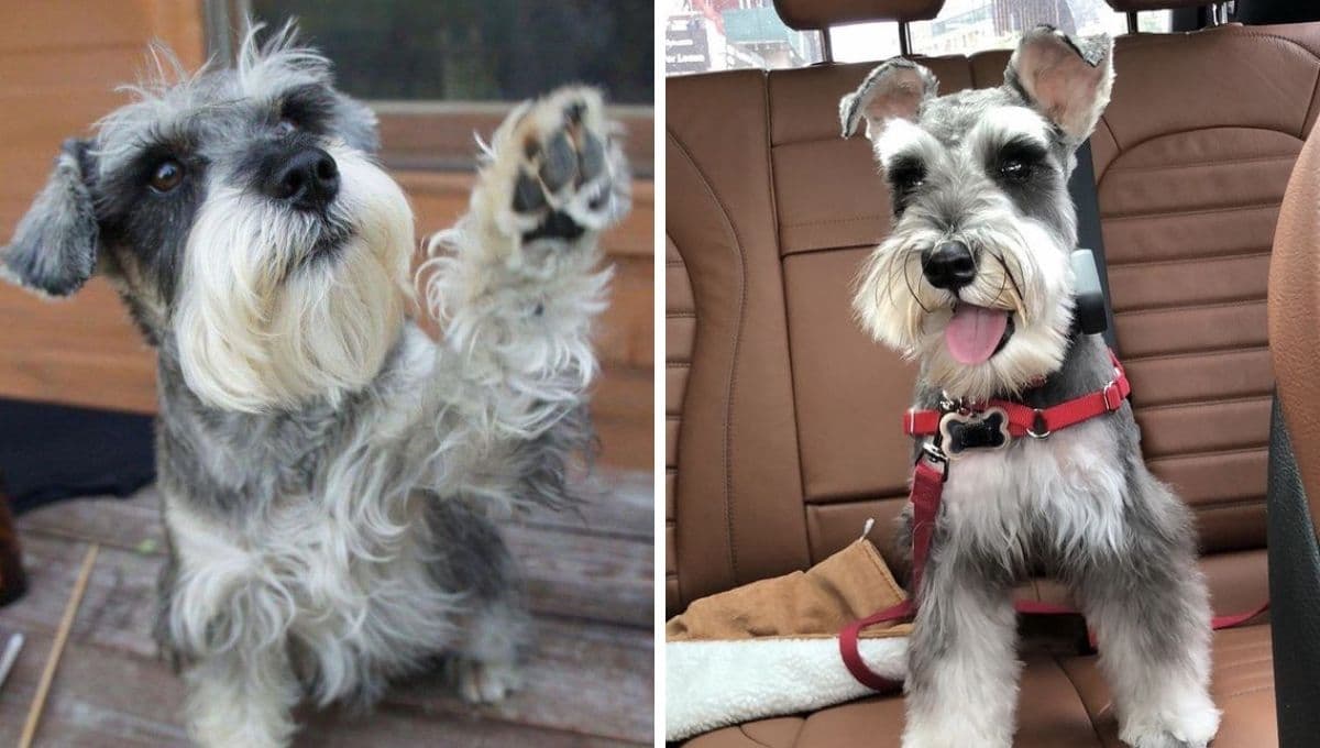 ¿Quieres saber si tu Schnauzer es feliz? Aquí te decimos cómo descubrirlo