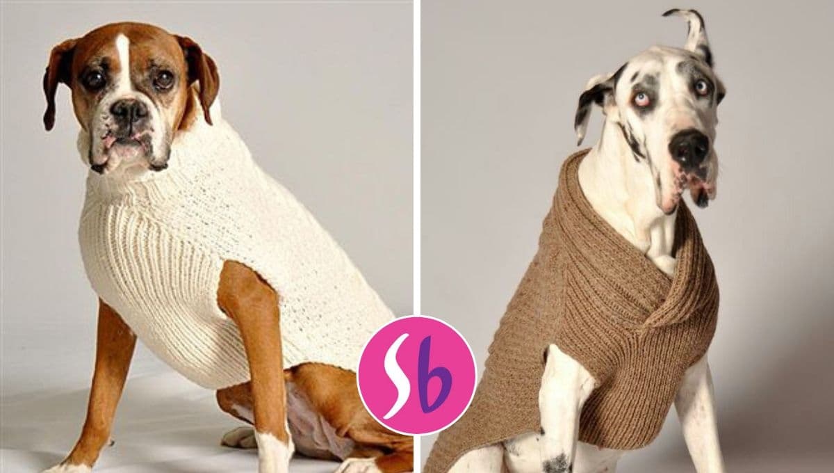 Suburbia tiene en descuento 3 suéteres para perrito: tu lomito estará abrigadito y tiernísimo