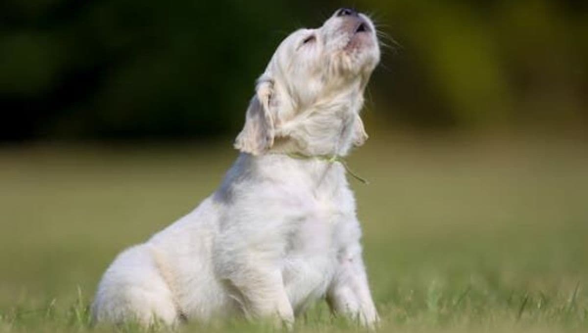 ¿Cómo tranquilizar a mi perrito si se asusta por los cohetes?