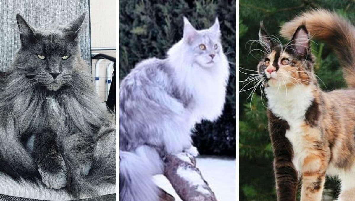 ¿Quieres un gato juguetón y mansito? Estas son las 6 mejores razas para ti