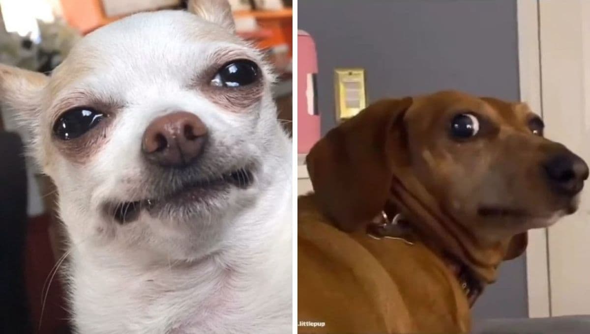 7 MEMES de perritos con ansiedad para compartir si TODO te pone a temblar hoy