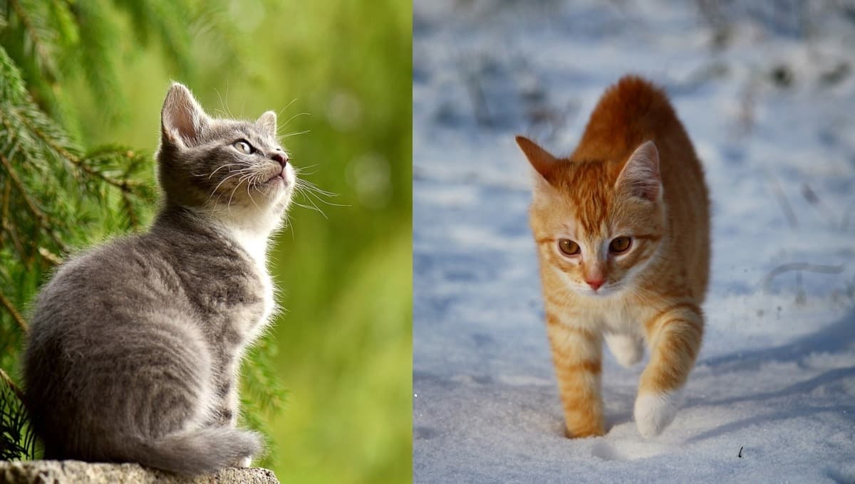 ¿Los gatitos prefieren el calor o el frío?