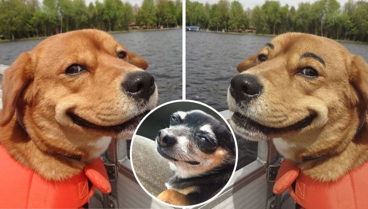 5 MEMES de perros sonriendo para hacer stickers en WhatsApp