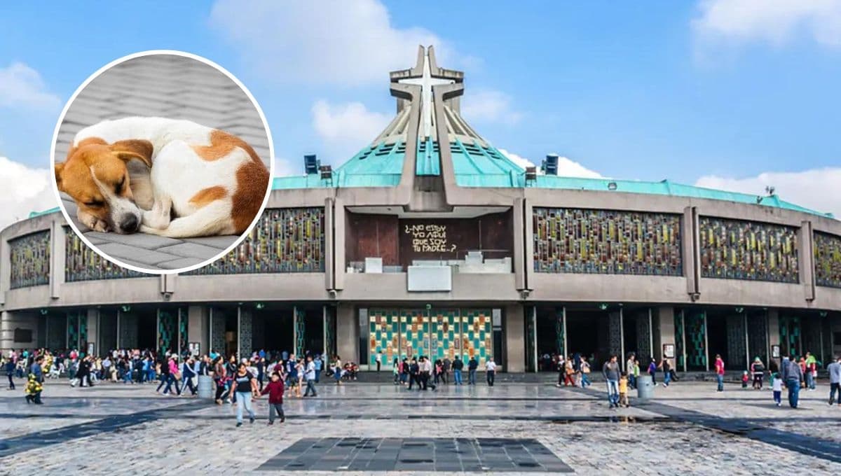 ¿Qué pasa con los perros abandonados por los peregrinos en la Basílica de Guadalupe?
