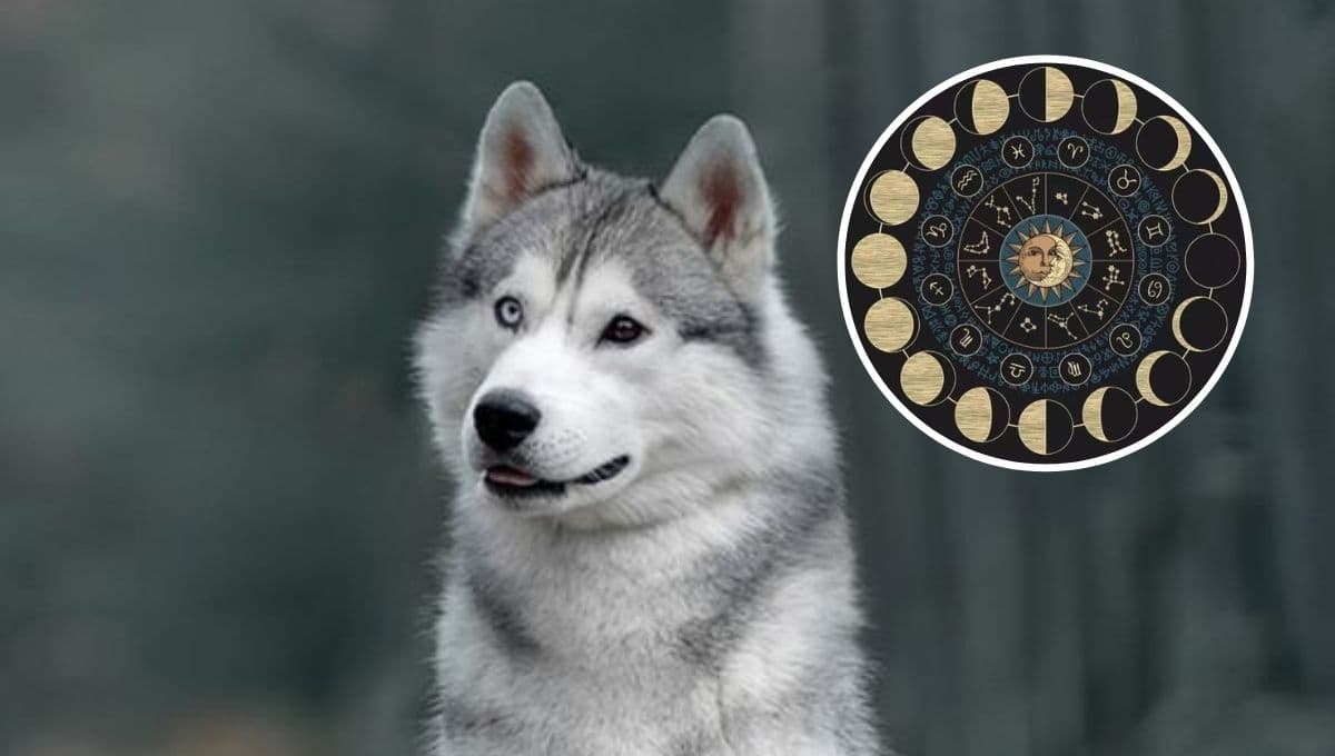 ¿Cómo saber qué signo zodiacal es mi perro?