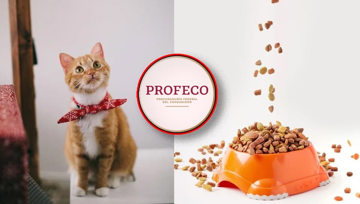 ¿Qué tan buenas son las croquetas Félix para gatos? ESTO reveló la Profeco