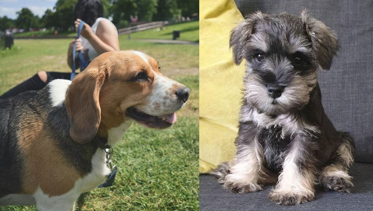 ¿Qué es mejor, un Schnauzer mini o un Beagle?