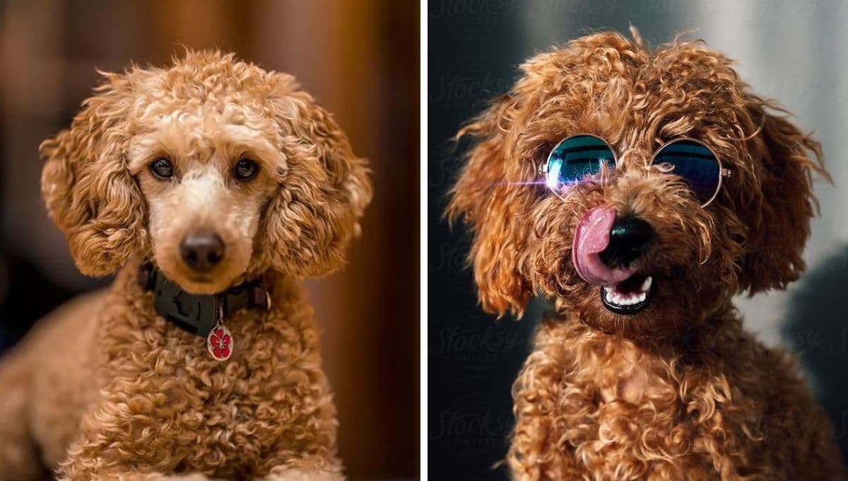 ¿Cuántos años vive un perro caniche y qué enfermedades les afectan?