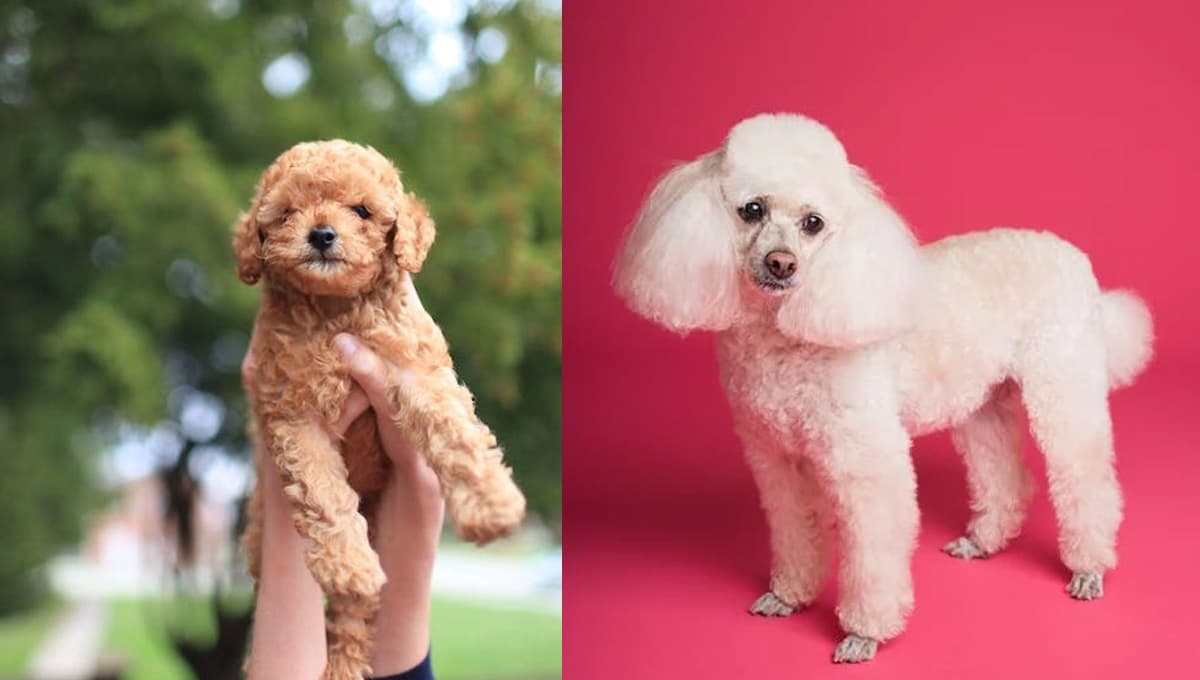 ¿Cuántos tipos de raza poodle hay y cómo reconocerlos?