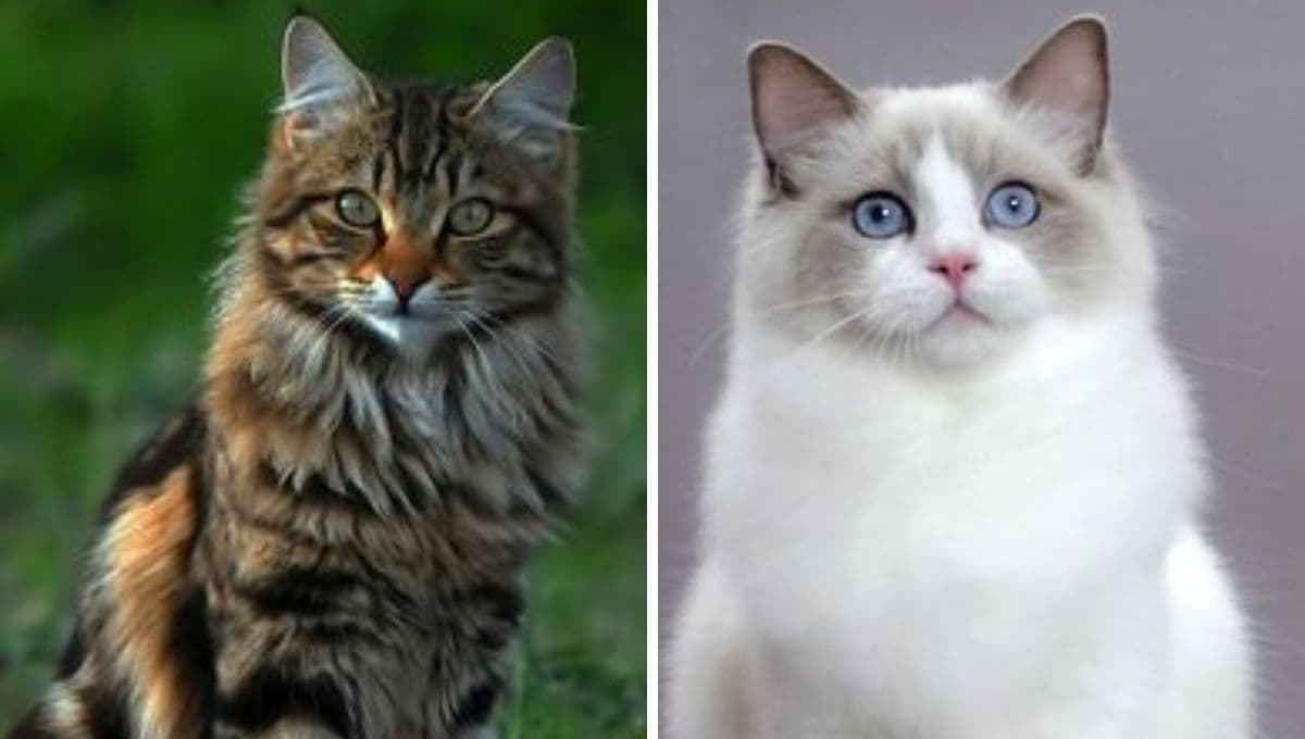 ¿Quieres un gatito que casi no se enferme? Estas son las 5 razas más saludables