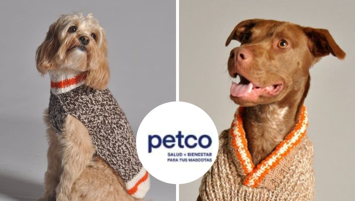 Petco pone en oferta bonito chaleco de ansiedad para perros: ideal para estas fechas que los estresan