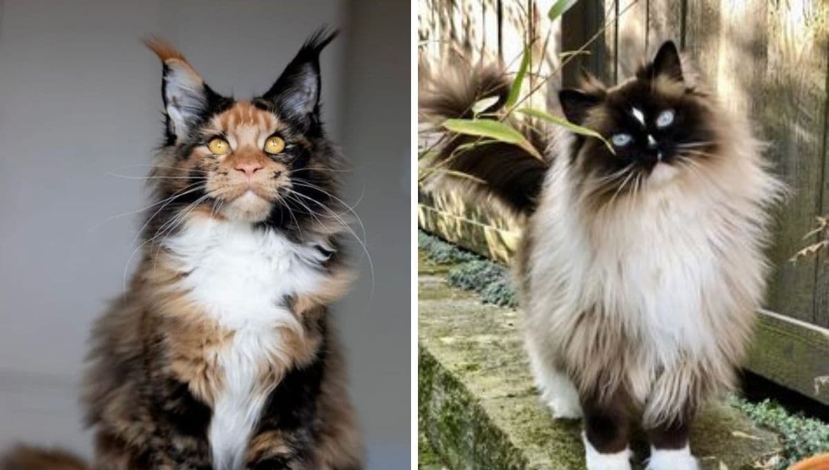 ¿Te gustan los gatos pero no quieres batallar? Estas son las razas más tranquilas de todas