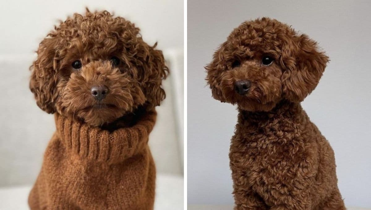 ¿Qué significa tener un perro de la raza Poodle?