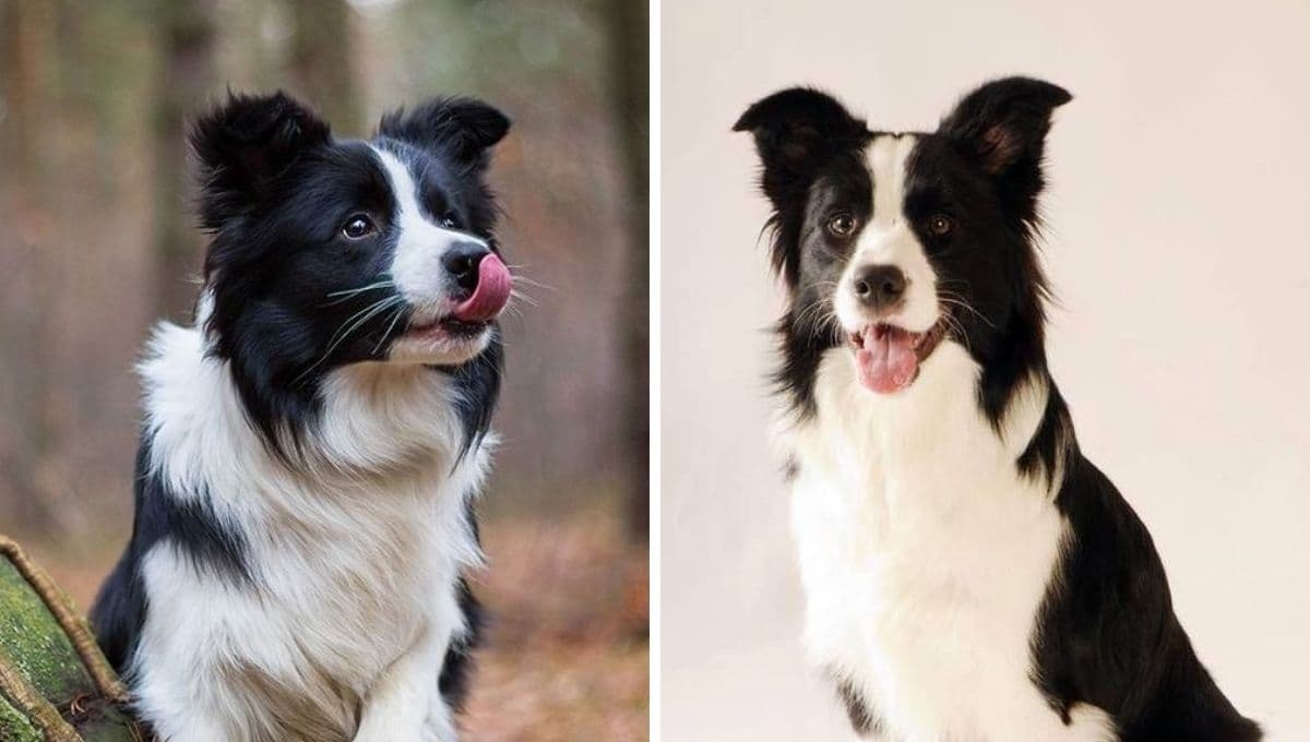 ¿Cuántos años duran los Border Collie y qué enfermedades son las más comunes?