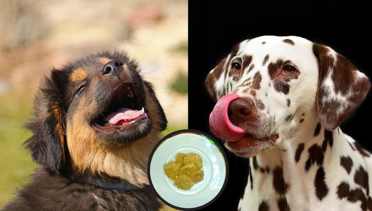 Receta de PREMIO para perros casero fácil, rápido y sin horno