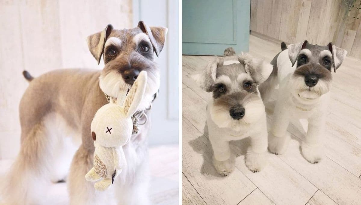 5 secretos de los perros Schnauzer que seguramente no conocías