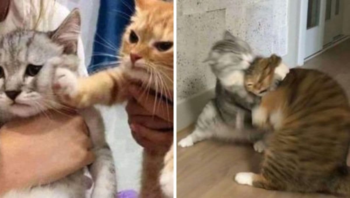 MEMES de gatos todos enojadotes para compartir si nada te está saliendo bien hoy