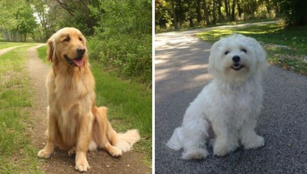 5 razas de perros que puedes adoptar si tienes gatos; son lindísimos y amigables