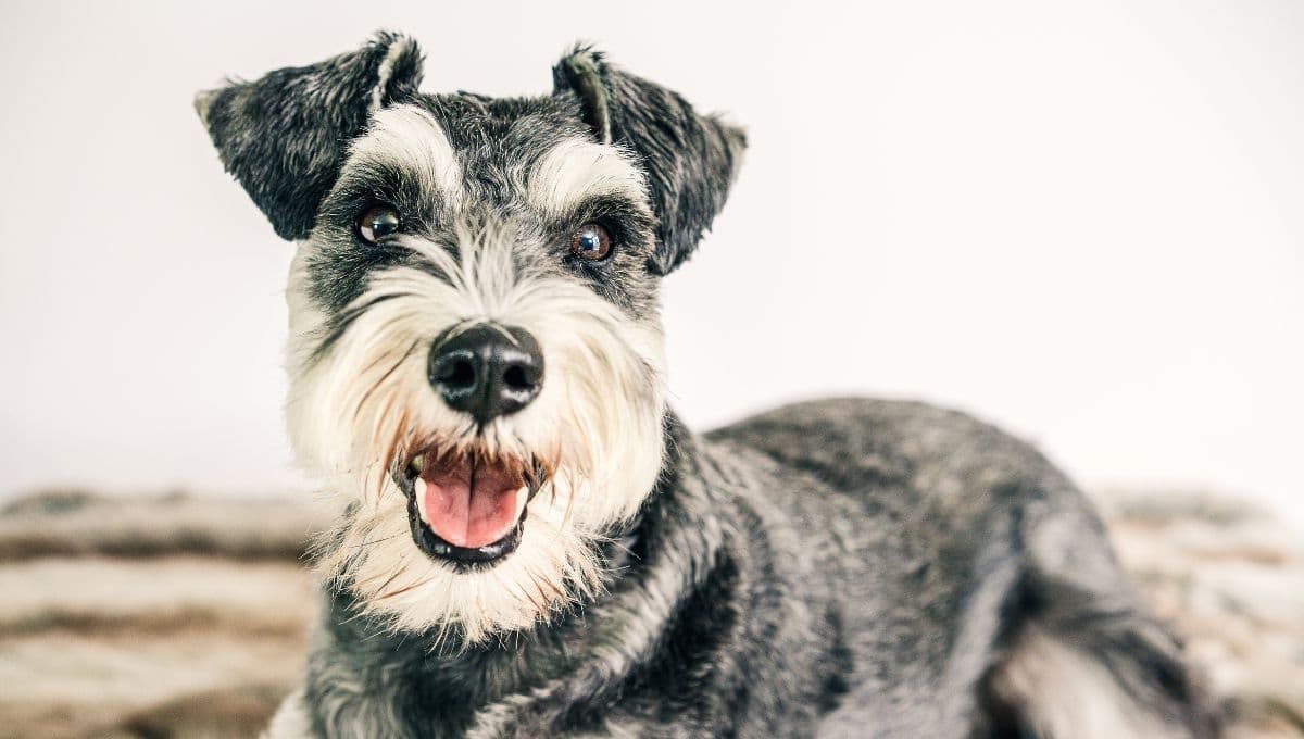 ¿Qué tan territoriales son los perros Schnauzer mini con sus dueños?