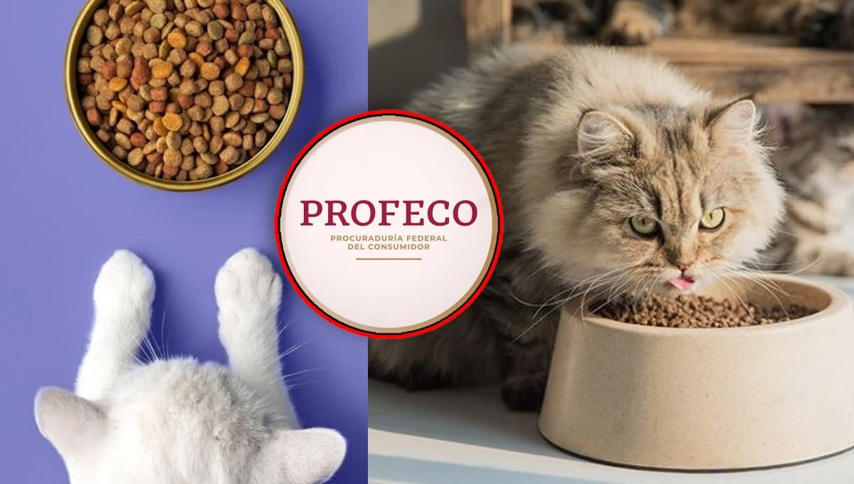 ¿Félix o Whiskas? Esta es la mejor croqueta para gato según Profeco