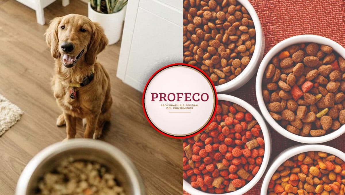 ¿Las croquetas para perro que venden en Costco son buenas? Esto dice Profeco