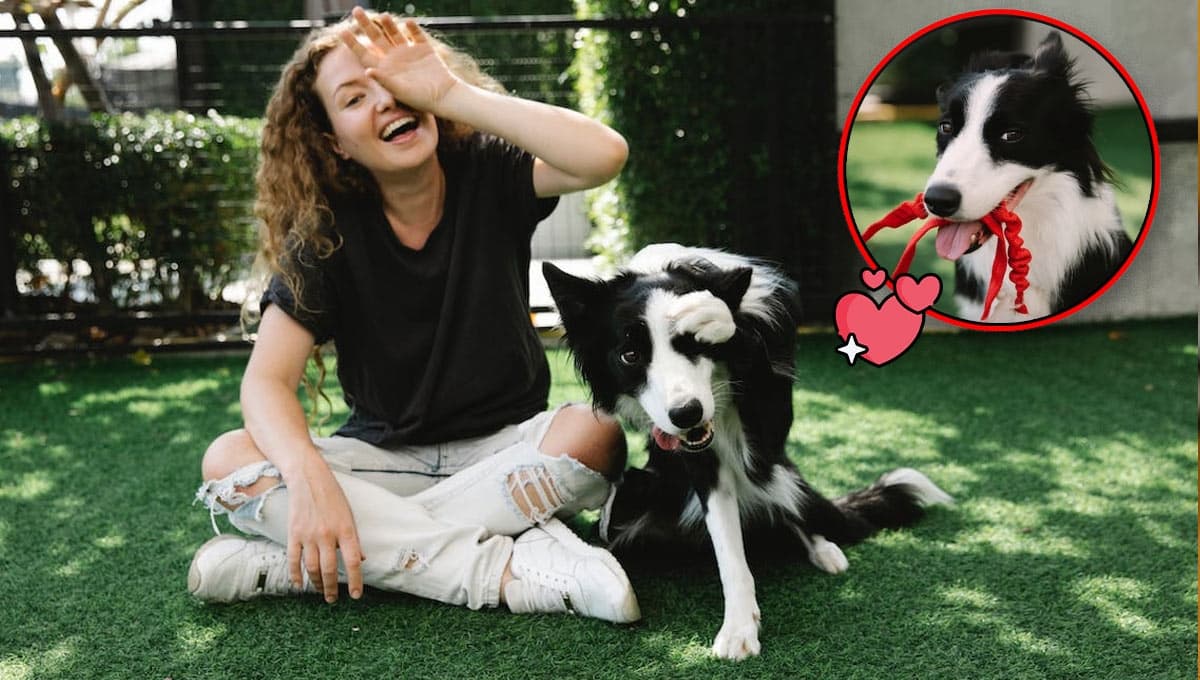 ¿Qué tan cariñoso es el Border Collie?