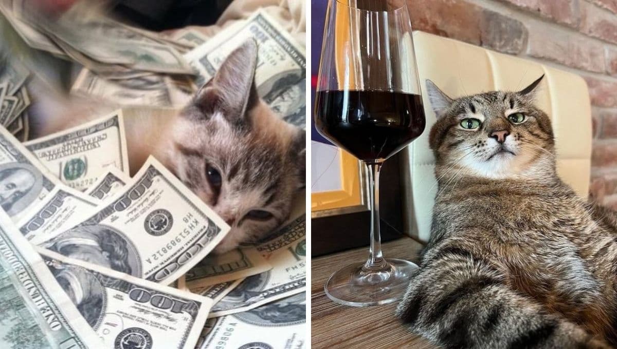 7 MEMES de gatitos ultramillonarios porque ya tienen su aguinaldo y su quincena