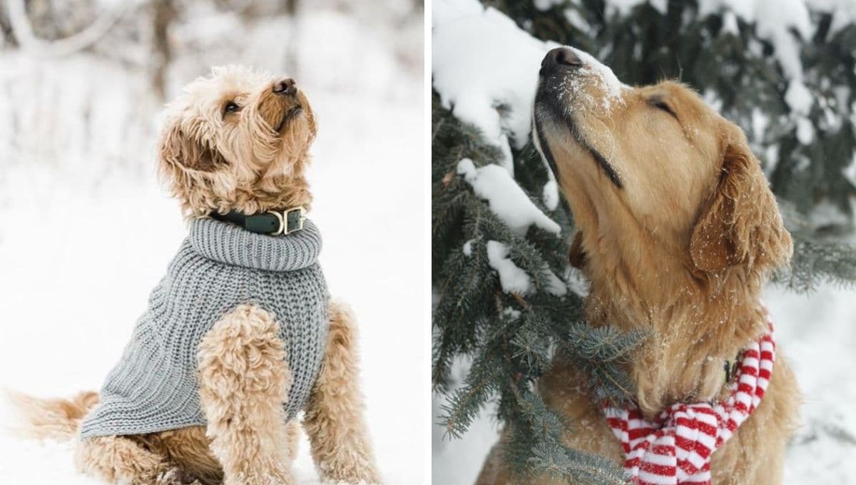¿Qué razas de perro sí necesitan abrigo para el frío y cuáles no?