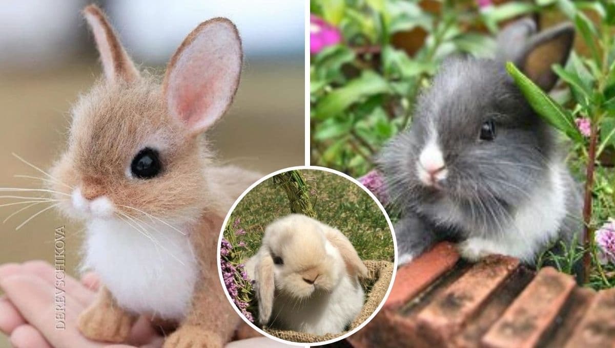 5 características de un conejo FELIZ que indican que eres buen dueño