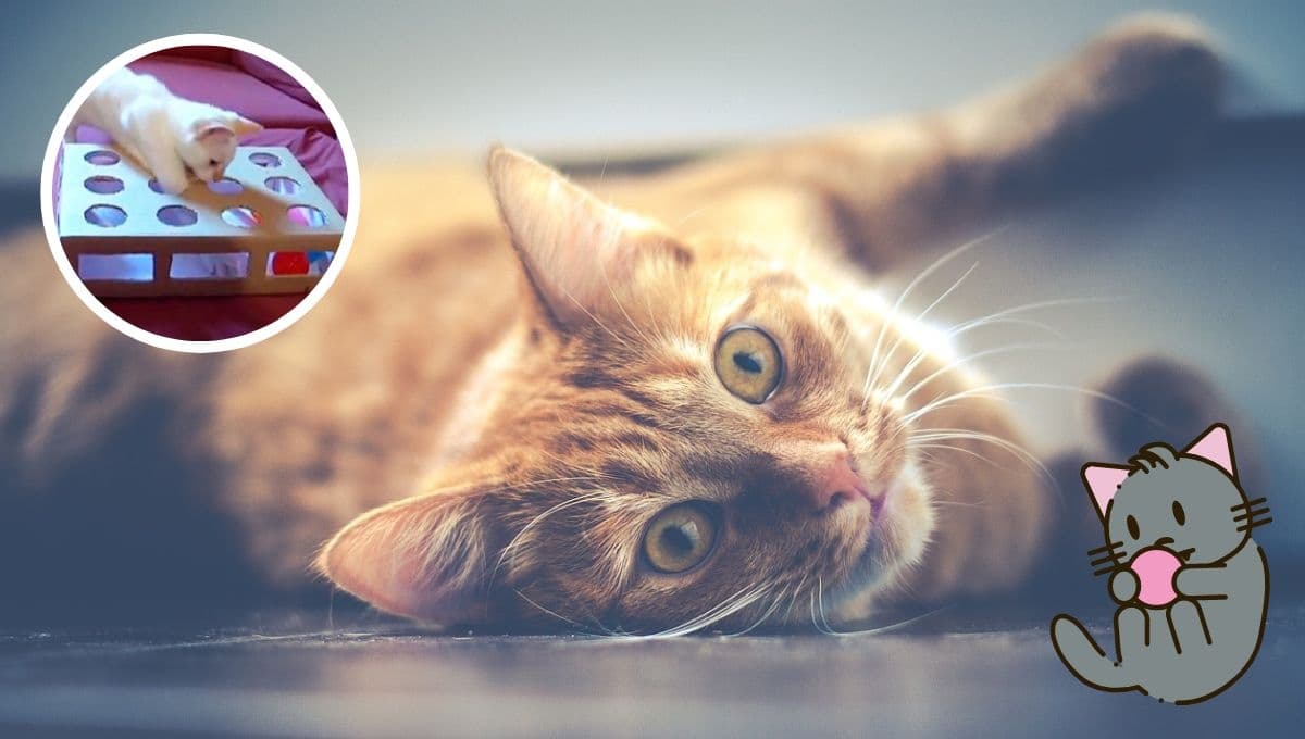 ¿Cómo hacer un juguete para GATOS casero con cajas? | Paso a paso