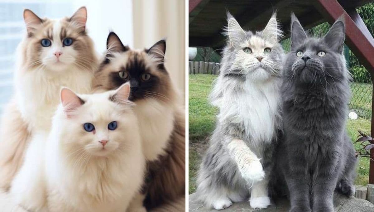 ¿Quieres un gatito mansito? Estas son las razas más tranquilas y cariñosas