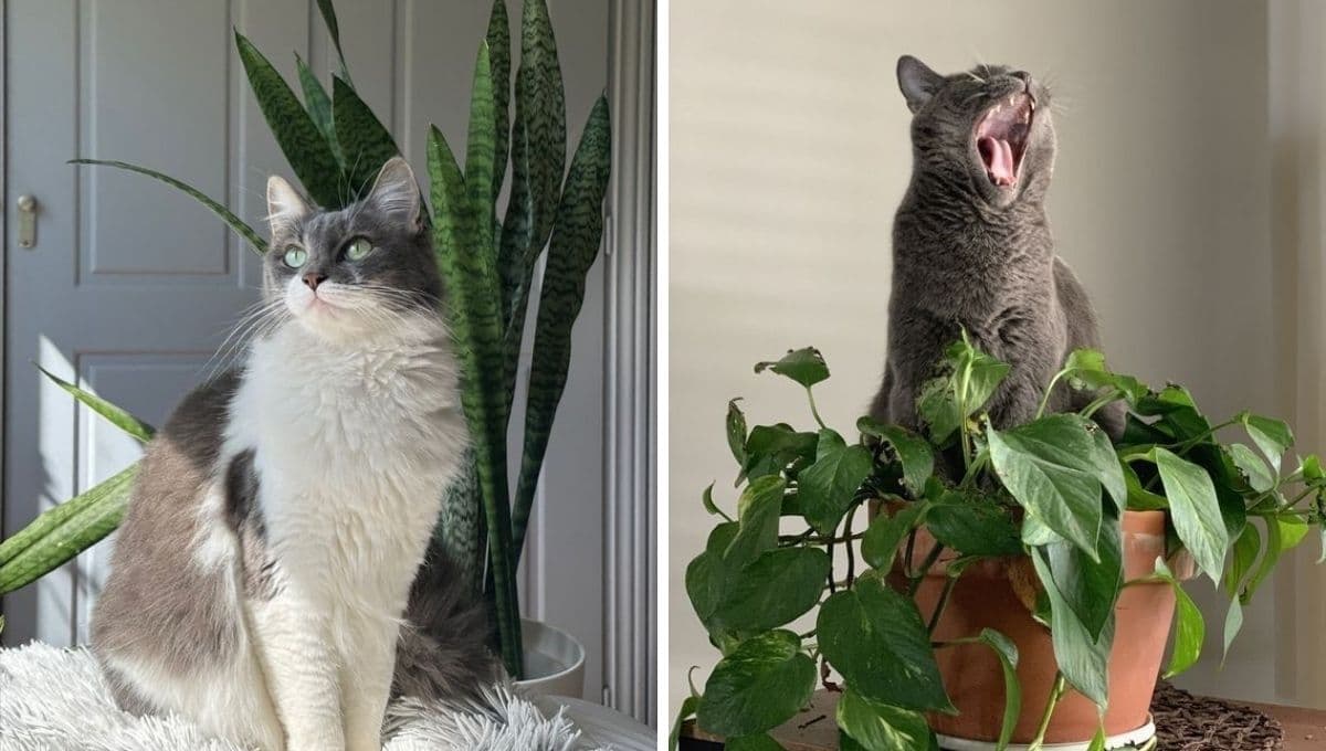 6 plantas que puedes tener en casa y son seguras para tu gato