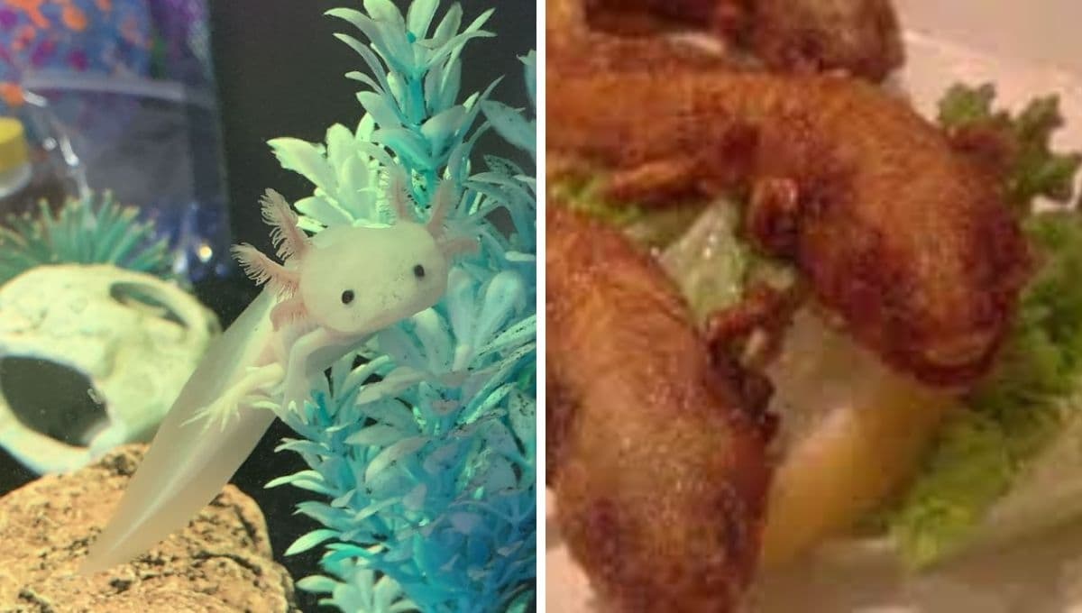 Ajolotes fritos en Japón: ¿a qué saben y qué precio tienen?