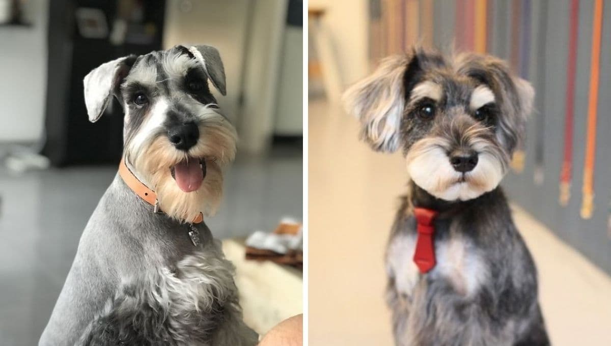 ¿Qué tan celosos son los perros Schnauzer?