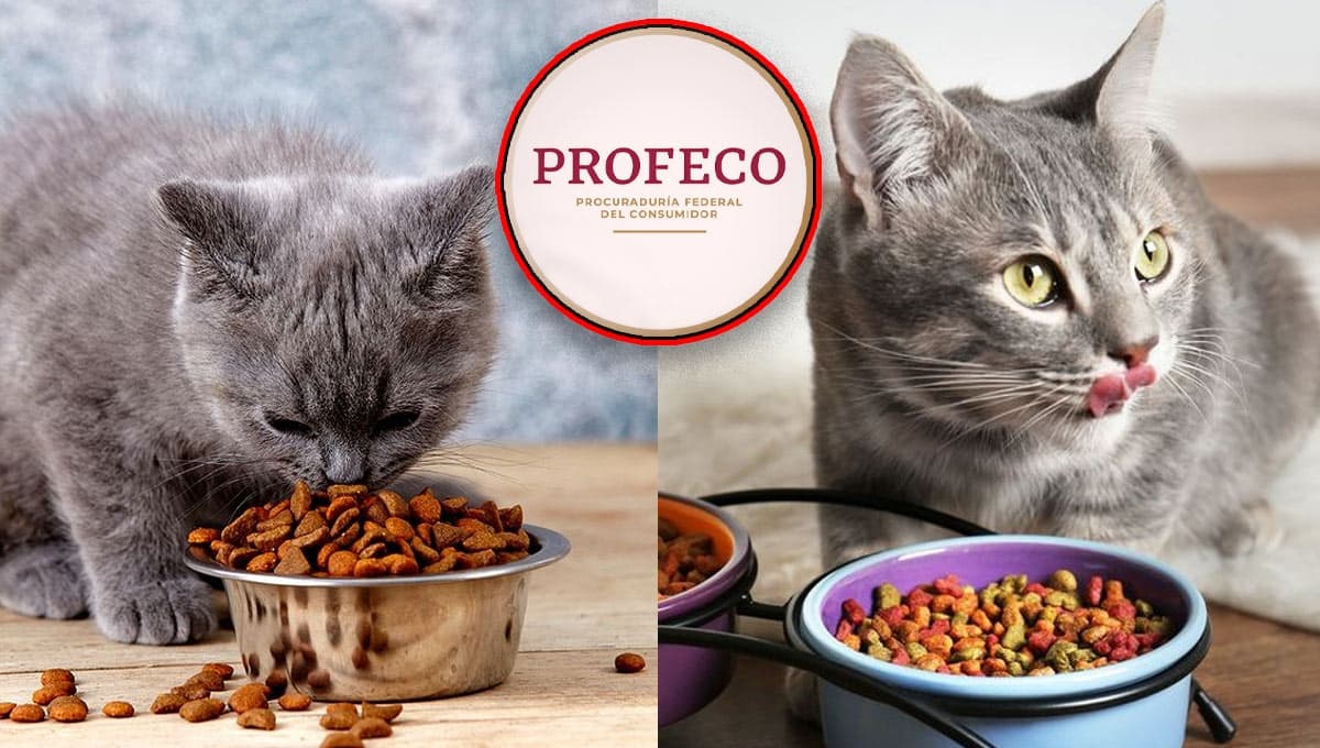 ¿Whiskas o Cat Chow? Esta es la mejor croqueta para gatos según Profeco