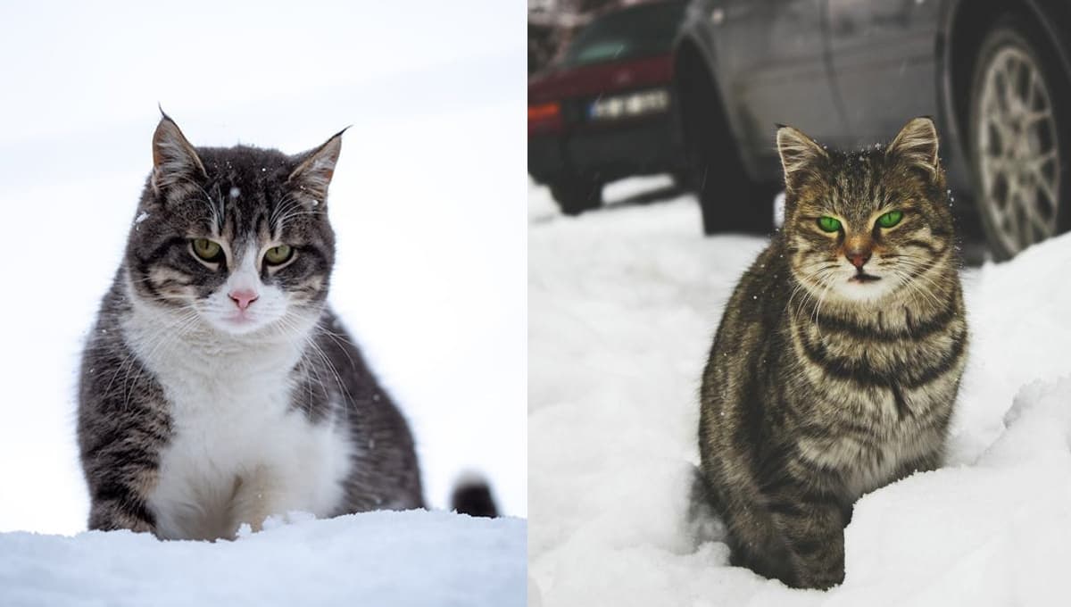 El truco para saber si tu gatito también está sufriendo con el frío