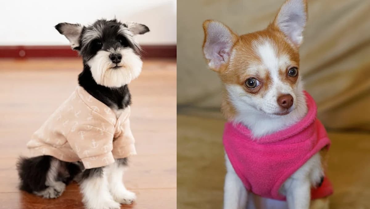 Schnauzer mini o Chihuahua, ¿qué perrito es mejor tener como mascota?