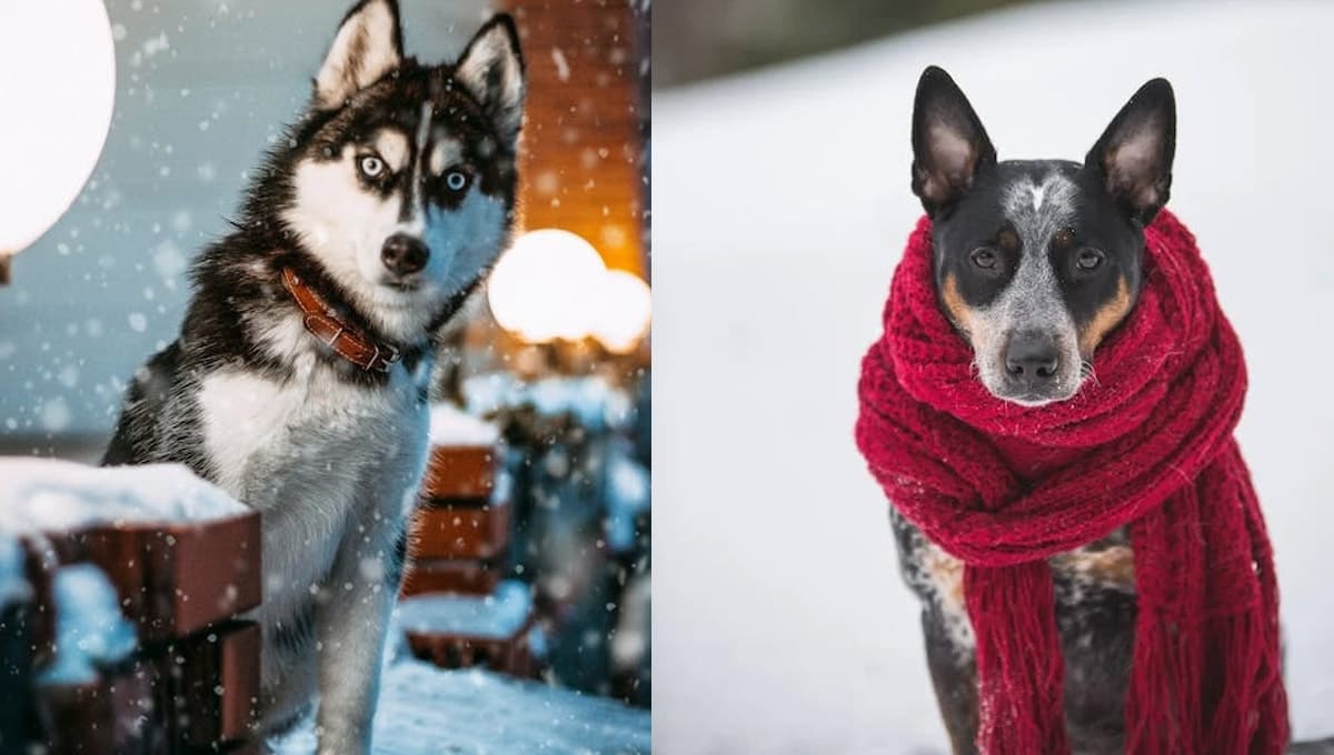 ¿Qué pasa si mi perro duerme afuera y hace frío?