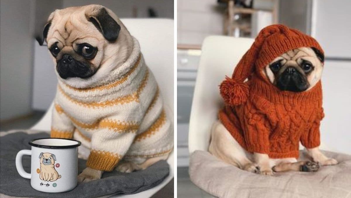 ¿Quieres un perrito cariñoso y pequeño? Estas son las mejores razas