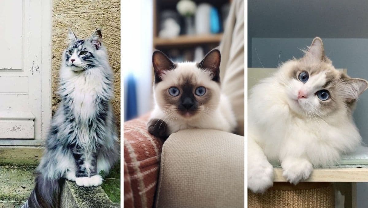 ¿Buscas un gatito cariñoso y sociable? Estas son las 6 razas más tiernas y amigables