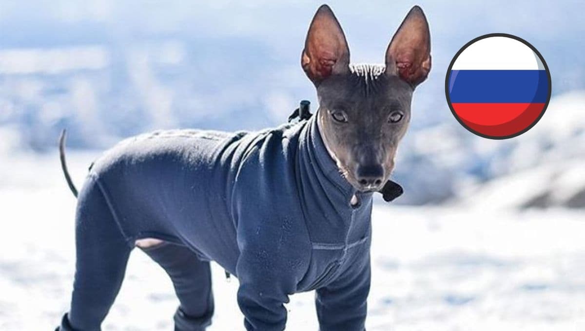 ¿Por qué en Rusia hay tantos perros Xoloitzcuintles y cómo aguantan el frío?