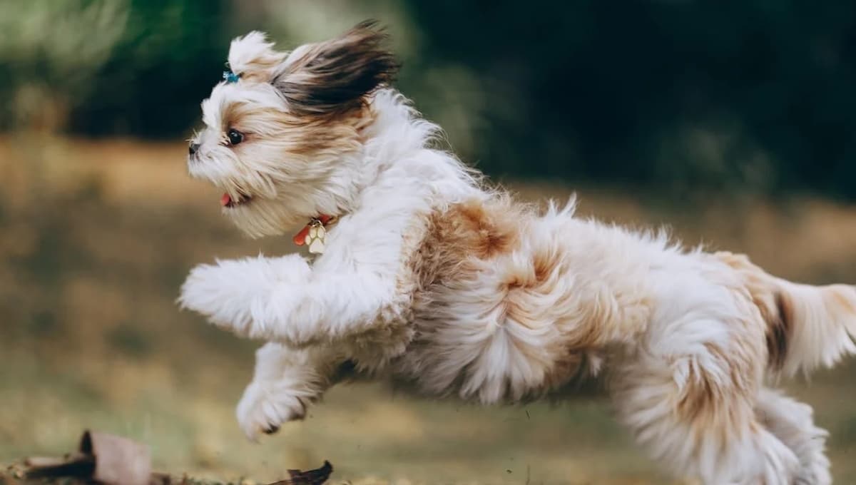 ¿Cuánto es lo máximo que vive un Shih Tzu y qué enfermedades son las más comunes?