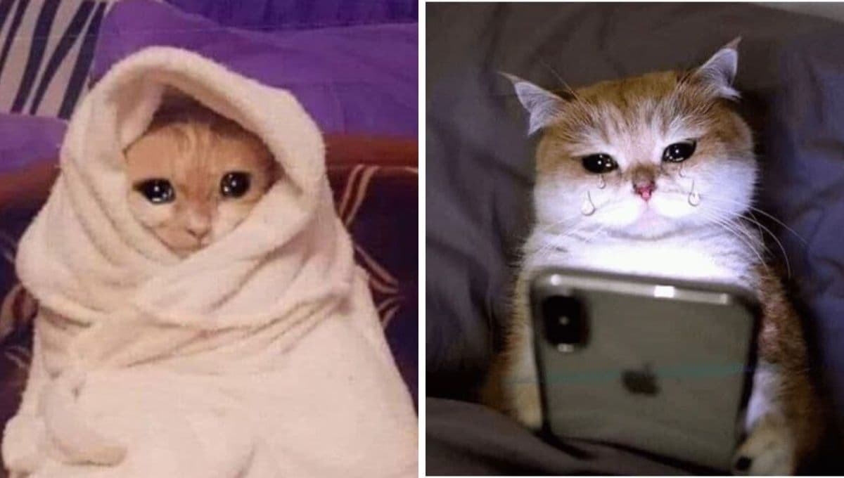 7 MEMES de gatitos tristísimos para compartir si tienes frío y preferirías estar en tu cama comodita