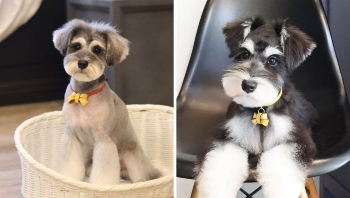 ¿Qué es mejor un perro Schnauzer macho o hembra?