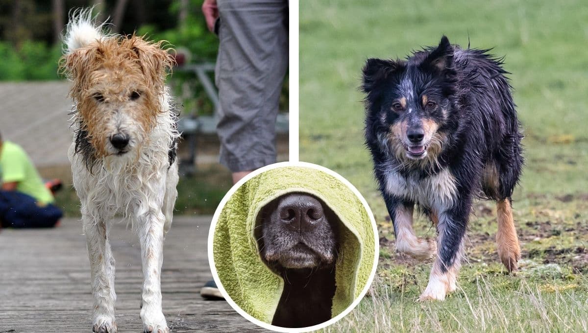 ¿Cómo secar a un perro después de que se mojó por la lluvia?