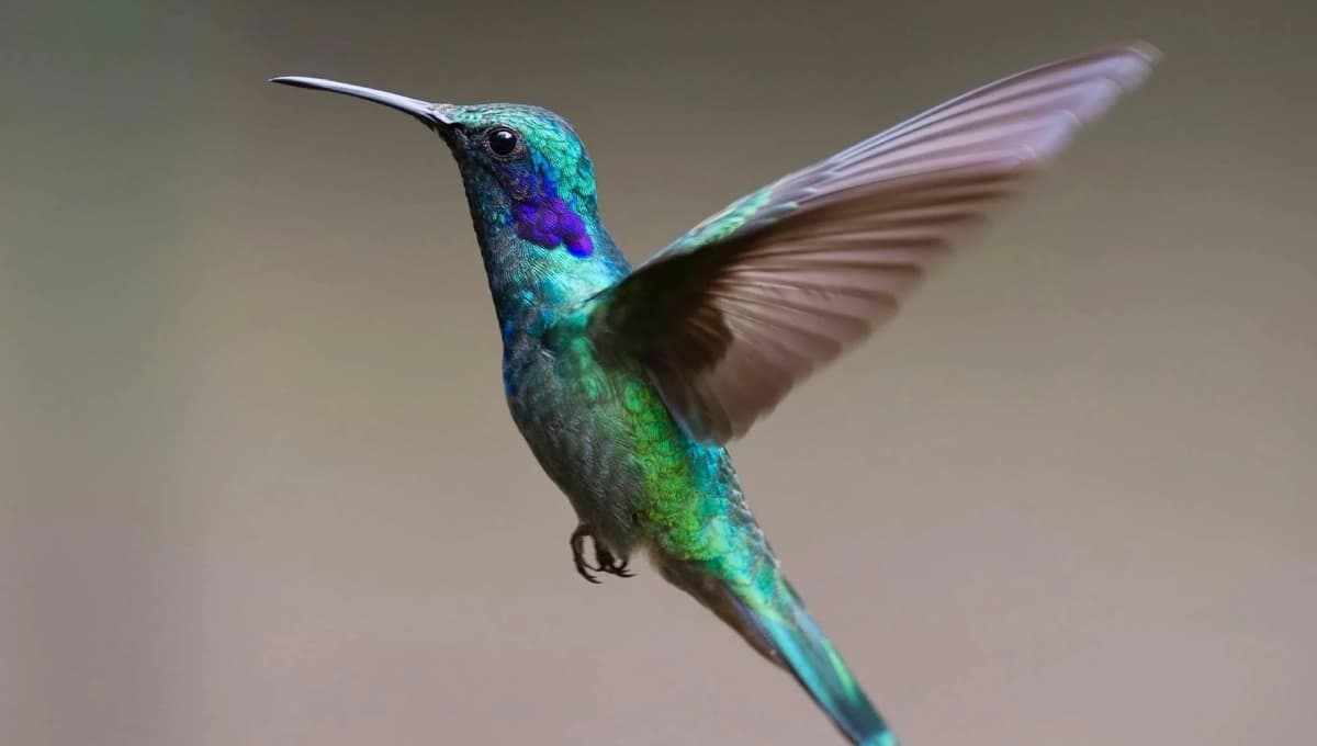 Cómo atraer a colibríes al jardín