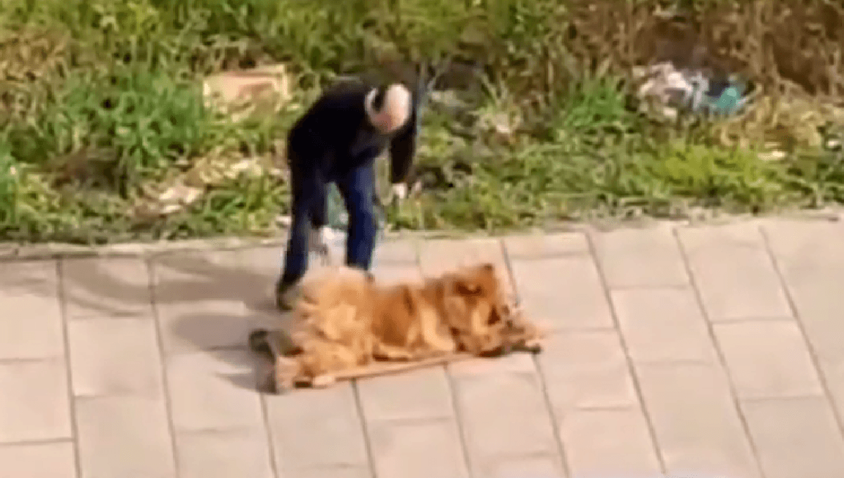 trineo a su perro viejito