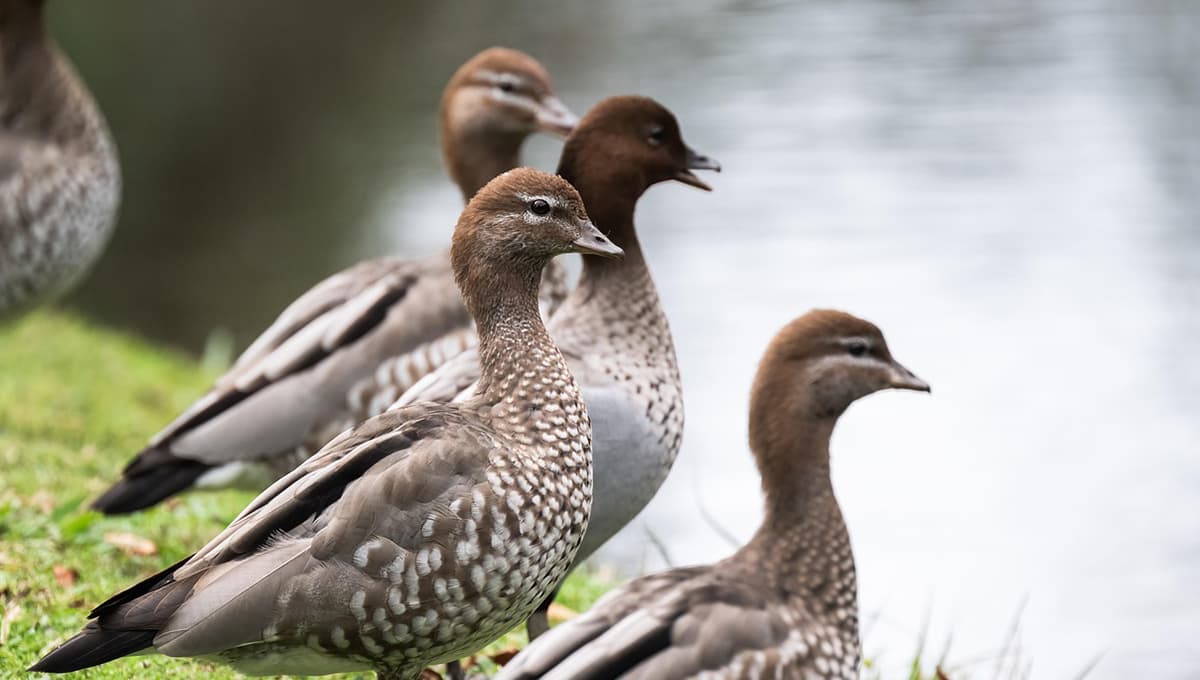 patos turcos maúllan para comer