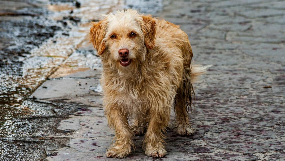 qué darle de comer a un perro sano